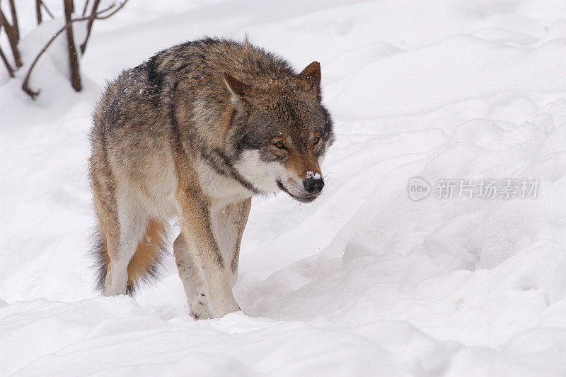 属狼种(Canis lupus)